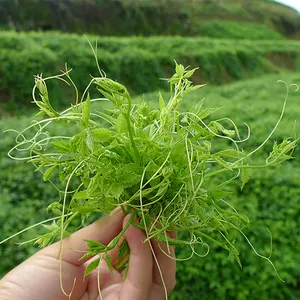 Tisane chinoise amincissante à base de plantes pour l'hypertension