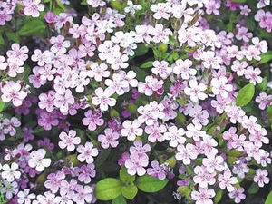 Suplemen Makanan Ekstrak <span class=keywords><strong>Soapwort</strong></span> Bubuk Ekstrak <span class=keywords><strong>Soapwort</strong></span> Bubuk <span class=keywords><strong>Soapwort</strong></span> - Product Image 3