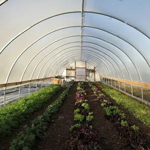 Greenhouse do túnel do filme único do filme de plástico 150/200 micron barato pe da cintura solar para tomate e pepino