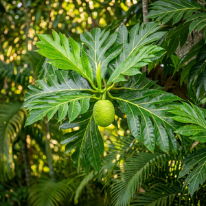 Hojas de fruta de pan deshidratadas OEM B2B, extractos de té de hierbas 500g 1kg, personalizables, venta al por menor y al por mayor, precio asequible, exportación global - Product Image 4