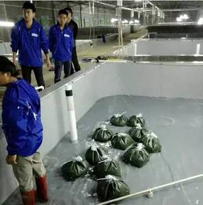 <span class=keywords><strong>Peinture</strong></span> Baekland imperméable et résistante à l'usure pour bassins et piscines, idéale pour l'élevage de poissons Koi et crevettes, application sur bateaux. - Product Image 2