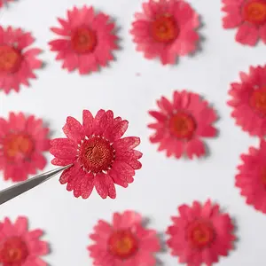 Daisy Pressed Flower Natuurlijke Echte Geperste Gedroogde Bloemen Voor Hars Gedroogde Bloemen Nail Art