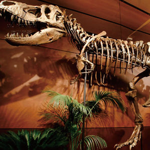 Jurassic khủng long công viên khủng long hóa thạch thực T Rex Skeleton để bán - Product Image 4