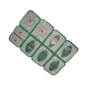 Biologische Lehrinstrumente Pflanzenzellen-Mitose-Modelle PVC Langlebige Histologie- und Zytologie-Färbemittel - Product Image 4