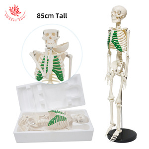 Modelo de esqueleto humano FRT012 de PVC para enseñanza médica, cráneo de 85 cm de altura, con modelo de esqueleto de sternum verde. - Product Image 1