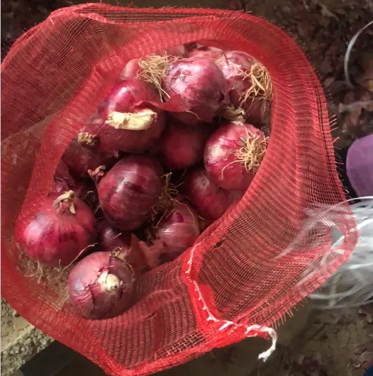 Cipolle profumate piccanti la fabbrica rossa offre cipolla fresca a basso prezzo