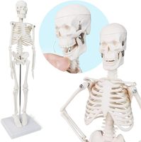 Mini modelo de Anatomía de esqueleto humano de 45cm de alta calidad para demostración de enfermedades de ciencia médica y herramienta de enseñanza