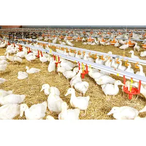 Poultry Farm She Chicken Broilers Cage System Low Cost Poultry Farm