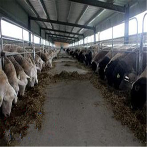 Chèvre de hangar de ferme d'élevage de conception de structure métallique/bâtiment de fermes de bétail - Product Image 5