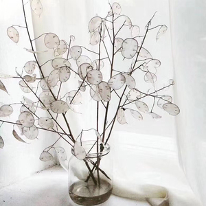 Fleurs décoratives les plus populaires INS, fleurs séchées et plantes, lunaria naturelle conservée pour la décoration de la maison - Product Image 3