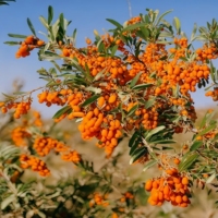 Poudre de jus de baies d'argousier de qualité alimentaire, poudre d'argousier