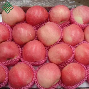 Fresco fuji mela di esportazione a usa freschi di apple qinguan apple