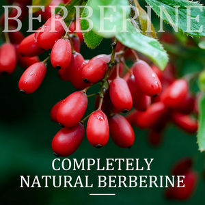 Bột Chiết Xuất Berberis Aristata Tự Nhiên Berberine HCL 98% Berberberine Hydrochloride - Product Image 6