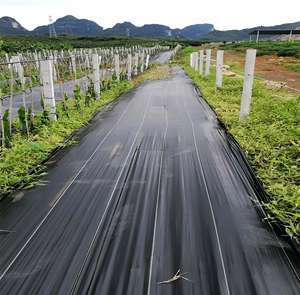 Estera de control de malezas hidrofílica perforada con aguja de PP virgen de erosión tratada con UV de uso generalizado agrícola - Product Image 1