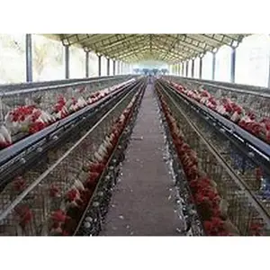 Desenho de casa pré-fabricada para avicultura de frango em camada pré-fabricada móvel para galinheiro