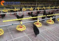 Prix de gros usine QZH – Équipement avicole haute résistance : Plancher en plastique à lattes pour poulailler