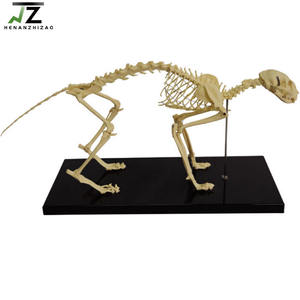 Modelo de Esqueleto de Gato Anatómico de PVC, Maniquí Educativo para la Enseñanza de Ciencias Médicas y Veterinarias - Product Image 2