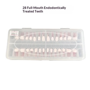 Práctica de Examen Dental: Gránulos de Resina para Conductos Radiculares Orales, 28 Dientes Completos Ex Vivo, Portátil, para Uso en Laboratorios Escolares/<span class=keywords><strong>Universitarios</strong></span> - Product Image 4
