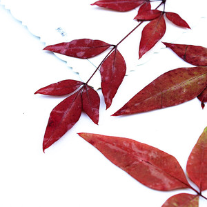 <span class=keywords><strong>Nandina</strong></span> Domestica hojas con ramas suministros para hacer tarjetas joyería de resina planta Natural <span class=keywords><strong>flor</strong></span> prensada Real DIY - Product Image 4