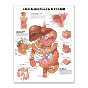 Cung Điện học tập cơ bắp & hệ thống xương giải phẫu Poster thiết lập 24x32inch Bộ xương người & cơ bắp giải phẫu - Product Image 4