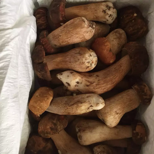 DETAN-porcini fresco de temporada, <span class=keywords><strong>bacterias</strong></span> salvajes de alta calidad - Product Image 3