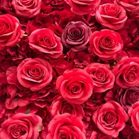 Dinding Bunga Mawar Sutra Realistis 8ft Latar Belakang Merah Dekorasi untuk Hotel Pernikahan Hari Valentine Thanksgiving