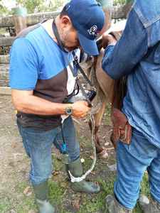 Appareil d'échographie vétérinaire portable entièrement numérique JM-808F, échographie vétérinaire <span class=keywords><strong>mobile</strong></span> - Product Image 4