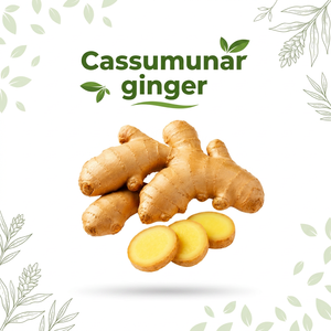 <b>Fresh</b> Cassumunar <b>Ginger</b> Rhizome High Quality Natural Herbal Ingredient for Food Processing Tea and Export - Product Image 1