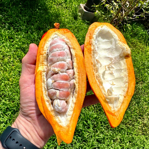 Cacao Maduro Fresco de Primera Calidad, Cortado por la Mitad con Pulpa Blanca y Granos Rosados, Fruta de Cacao Cruda Natural - Product Image 1