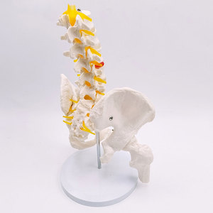 Esqueleto de Enseñanza Médica DARHMMY - Material de PVC que Muestra 5 Vértebras Lombares, Fractura de <span class=keywords><strong>Pelvis</strong></span> y Anatomía del Sistema Nervioso - Product Image 2