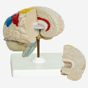 GelsonLab HSBM-174 Cao Chất Lượng Con Người Não Phải Mô Hình Với Chức Năng Khác Nhau Khu Vực - Product Image 3