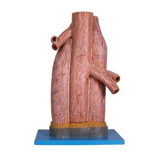 GD/A16002 <span class=keywords><strong>Model</strong></span> Anatomi Manusia, <span class=keywords><strong>Model</strong></span> Arteri dan Vena Pembesar - Product Image 2