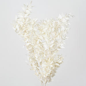 Ruscus italiano per la decorazione <span class=keywords><strong>fiori</strong></span> ricchi grandi <span class=keywords><strong>fiori</strong></span> secchi alti <span class=keywords><strong>fiori</strong></span> secchi bianchi Ruscus italiano - Product Image 5