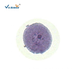 Juego de Portaobjetos de <span class=keywords><strong>Microscopio</strong></span> para Ciencias Médicas, Muestra de <span class=keywords><strong>Mitosis</strong></span> y Meiosis de Zea Mays, Material Educativo para la Enseñanza - Product Image 5