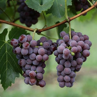 Tanaman Blueberry Hardy, Berbagai Jenis, Untuk Dalam & Luar Ruangan, Penanaman Balkon & Halaman, Perawatan Rendah