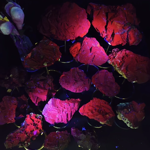 Esemplare di Fluorite Rosa Nera |   Reazione alla luce UV di prodotti grezzi pakistani per decorazioni domestiche e regali di festa - Product Image 1