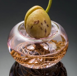 El más nuevo Kit de cultivo de árboles de <span class=keywords><strong>aguacate</strong></span> transparente Cuenco de plantación de <span class=keywords><strong>aguacate</strong></span> Cuenco de vidrio Corcho Semilla Starter Florero Bandeja Contenedor de agua <span class=keywords><strong>Maceta</strong></span> - Product Image 2