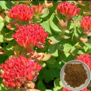 紅景天樹皮エキスCITES食品グレードハーブ植物粉末ドラム98%バルクサプライヤー97404-52-9スポーツエネルギーサプリメント - Product Image 3