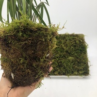Fournitures de jardin séchées de mousse verte personnalisées OEM Muschio Sphaigne préservée naturelle Vente en gros de mousse séchée