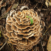 GMP-standaard, hoogwaardige voedingskwaliteit polysacharide-extract Trametes Robiniophila Huaier poeder, vacuüm verpakt in trommel, oplosmiddelvrij