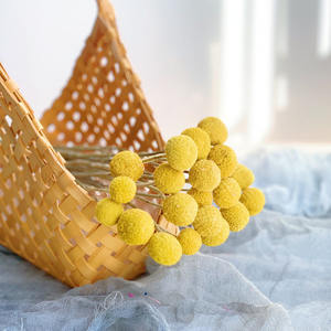 Fiori Secchi all'Ingrosso Billy Buttons Fiori Secchi Craspedia per Bouquet di Fiori Secchi - Product Image 3