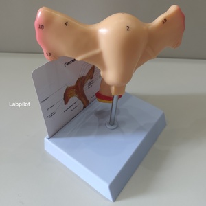 Simulador de Útero Labpilot, Maniquí de Demostración Médica, Modelo de Lesión Cervical, Entrenamiento Anatómico Escolar, Plástico PVC LP/ZG - Product Image 5