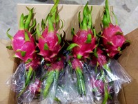 Verse Dragon Fruit (Kwaliteit A) Vers fruit uit Ninh Thuan, Vietnam (60 dagen houdbaarheid)