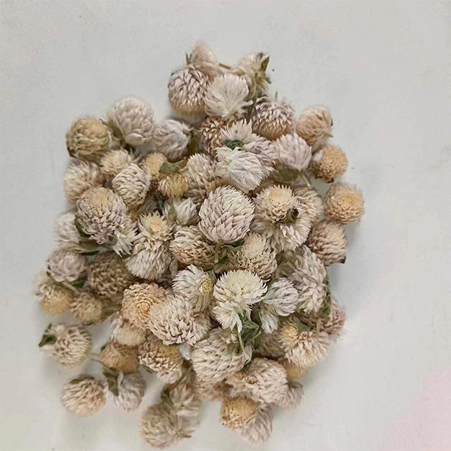 Dried gomphrenae globosa white 20g