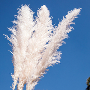 Plumas de Hierba de Pampas <span class=keywords><strong>Cortaderia</strong></span> Secas de Fábrica, 120 cm, Decoración Natural para Bodas y Navidad, Esponjosas - Product Image 4