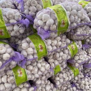 Proveedor de Fábrica de Origen Chino, Venta al por Mayor de Ajo Fresco, Exportación a Yemen, Calidad Normal, Ajo Blanco - Product Image 2