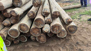 Meilleures ventes 2026 : Bois africain de haute qualité (1,5 x 8 m) pour applications de haute pression et sous vide – Merbau, Tali, <span class=keywords><strong>Bati</strong></span>, Greenheart, Red Ironwood, Okan - Product Image 1