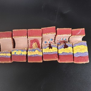 Recursos Didácticos para Modelos Patológicos Vasculares de Trombosis Aterosclerótica en <span class=keywords><strong>el</strong></span> <span class=keywords><strong>Cuerpo</strong></span> <span class=keywords><strong>Humano</strong></span> en Ciencias Médicas - Product Image 4