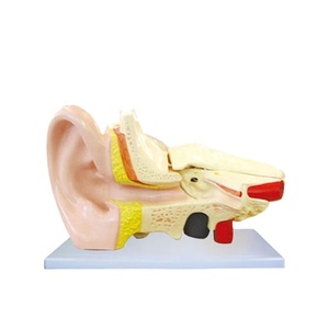 Modelo Anatómico del Oído - Modelo Educativo de Ciencias Médicas Hecho de Silicona y PVC para Escuelas - Product Image 1