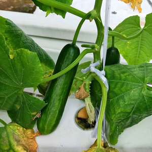 Kit de cultivo hidropónico de sistema de tubería de PVC hidropónico para el hogar NFT - Product Image 3